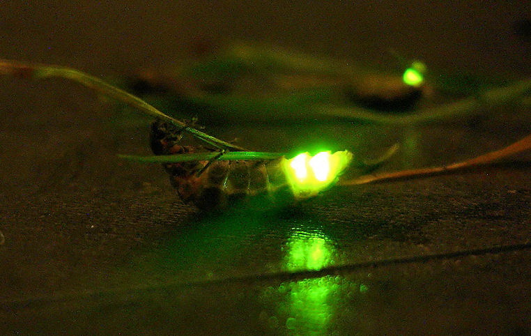 Villanó Vallomások Erdőfürdő